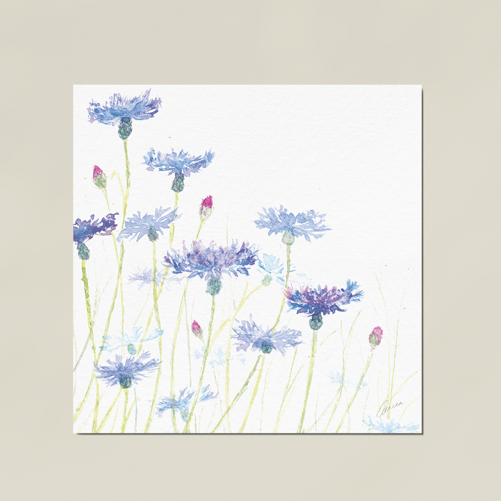Korenbloemen
